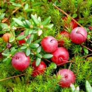 Саженец Клюква Стивенс